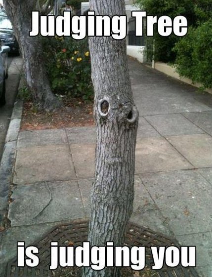 Judging-tree.jpg